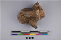 藏品(老虎鼻腔上顎骨化石)的圖片